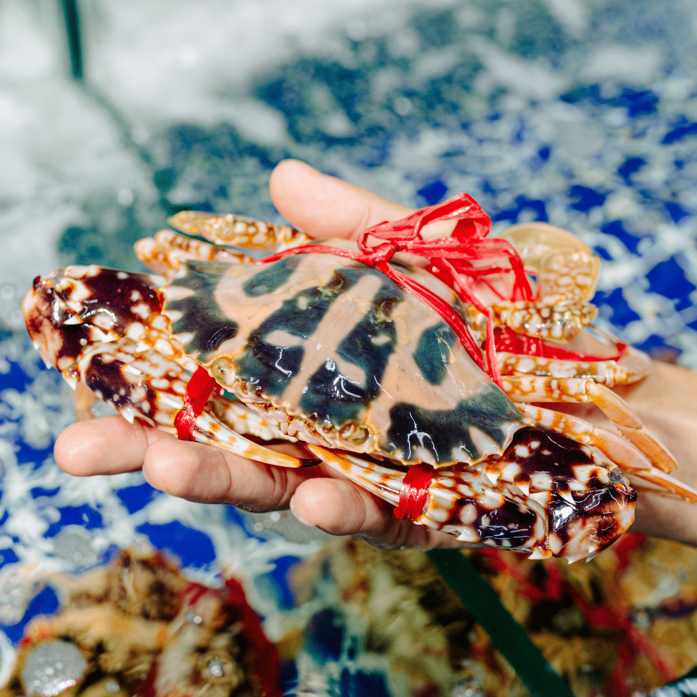 Ghẹ đỏ sống  size 6-7 con/kg