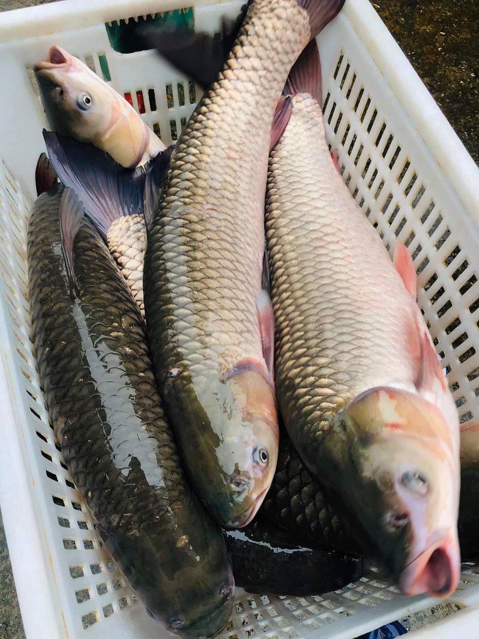 Cá trắm trắng (trắm cỏ)sống Size 7-8 kg/con