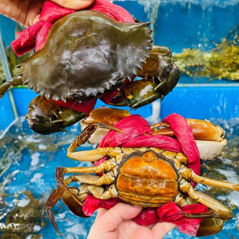 Cua gạch sống loại 1 size 300-450 gr/con