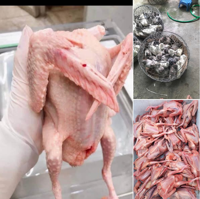 Địa Chỉ Bán Bồ Câu Thịt Cần Giờ Uy Tín, Giá Tốt