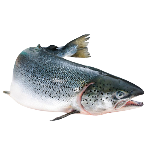 Cá hồi tươi nguyên con nhập khẩu