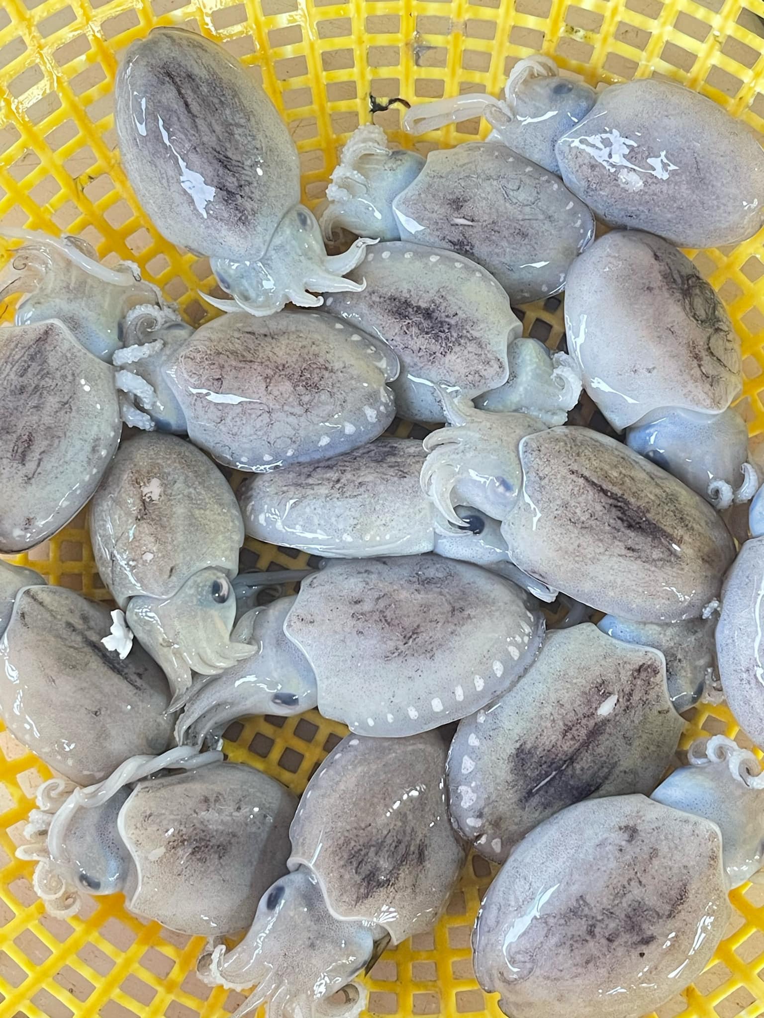 Mực nang tươi 8-10 con/kg