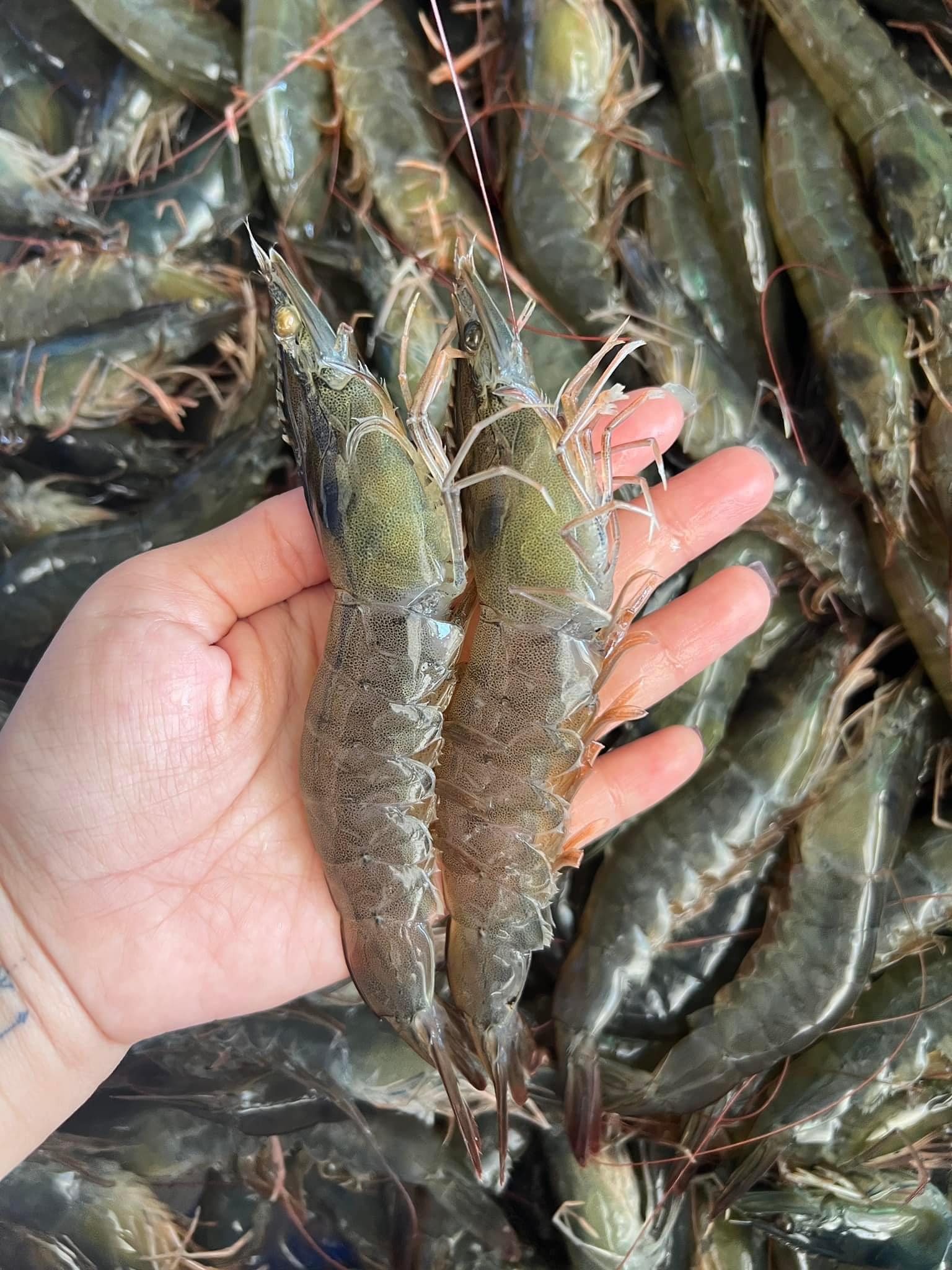 Tôm thẻ tươi sống  25-30 con/kg