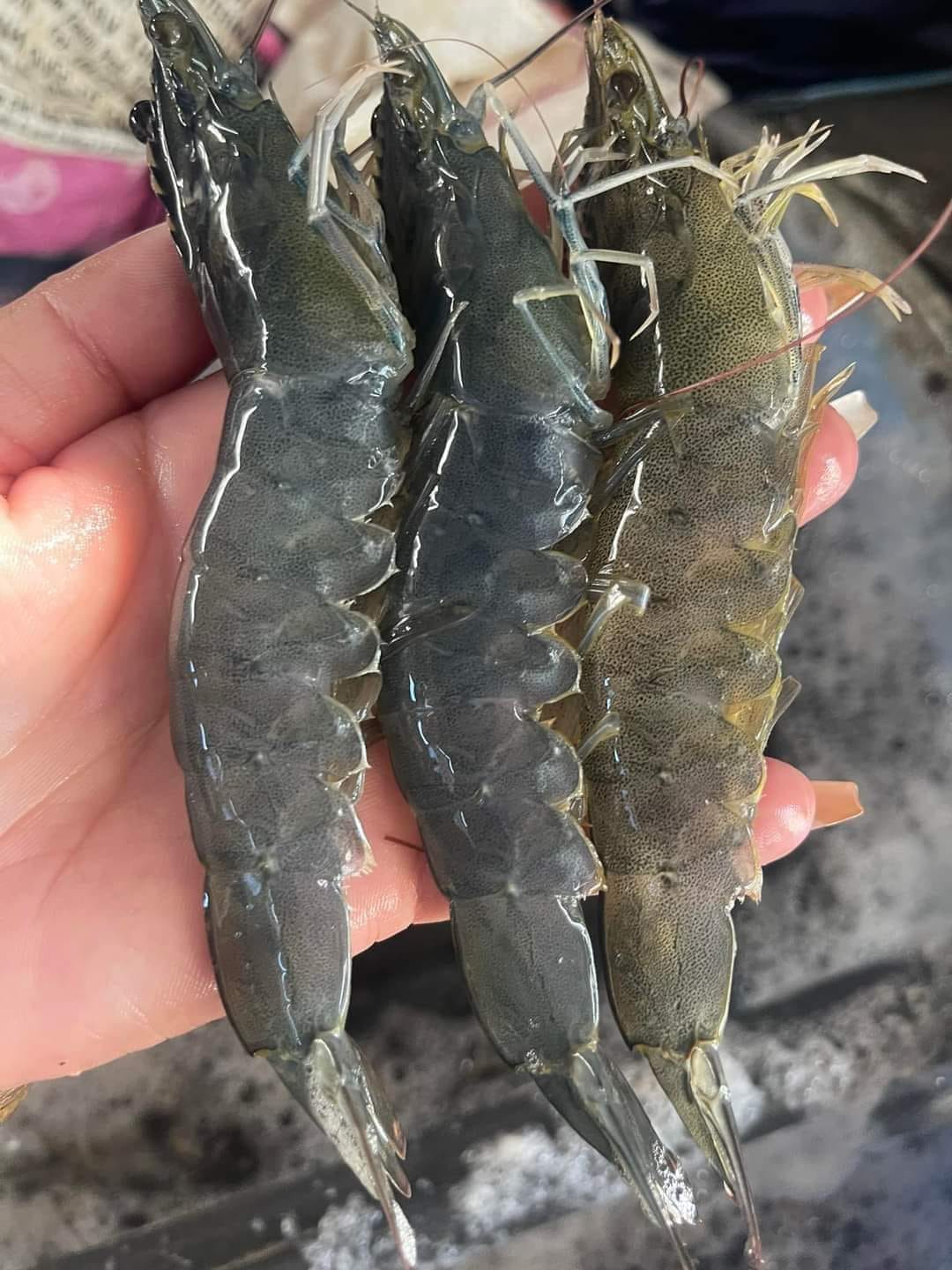 Tôm thẻ sống 15-20 con/kg