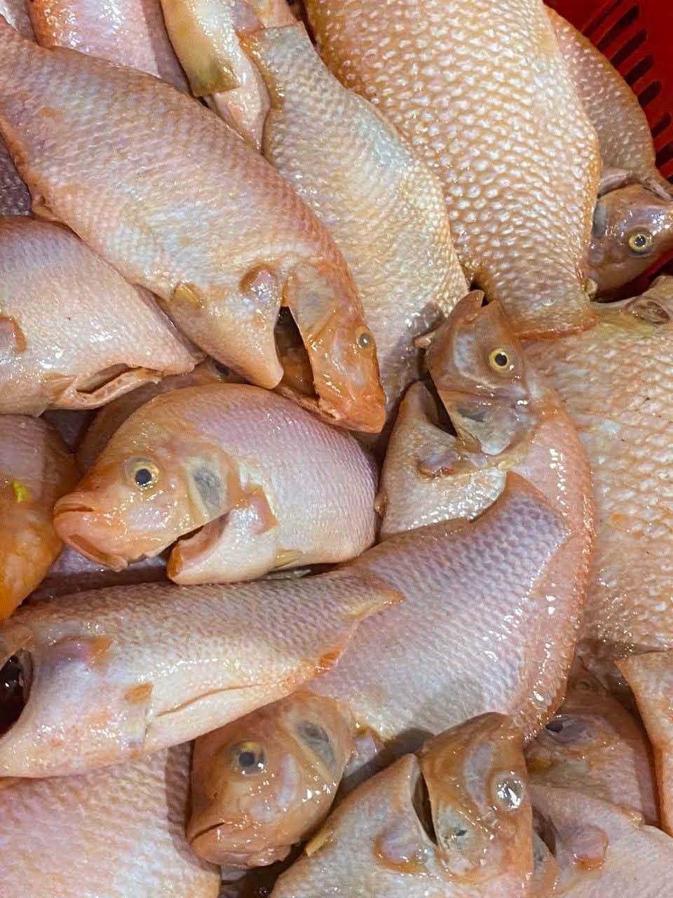 Cá điêu hồng đã làm sạch giá tốt Size 0,5-1 kg/con