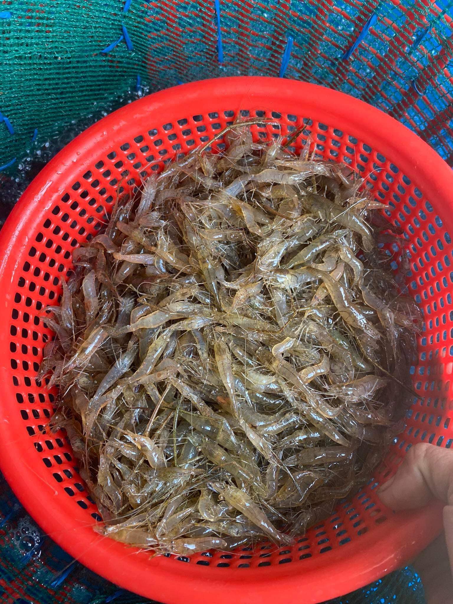 Tép đồng an toàn tươi rói, giá tốt Loại 1 Xuất sứ Bến Tre