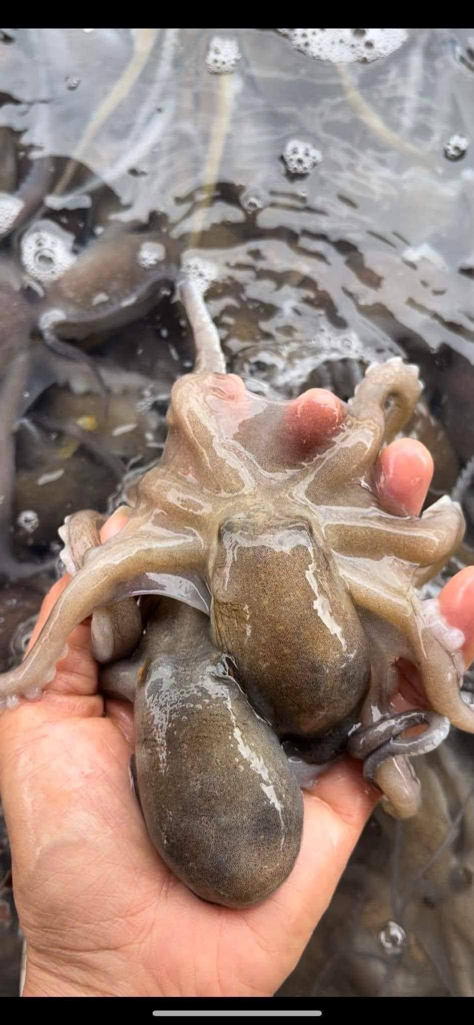  Bạch tuộc tươi đã làm sạch 10-20 con/kg