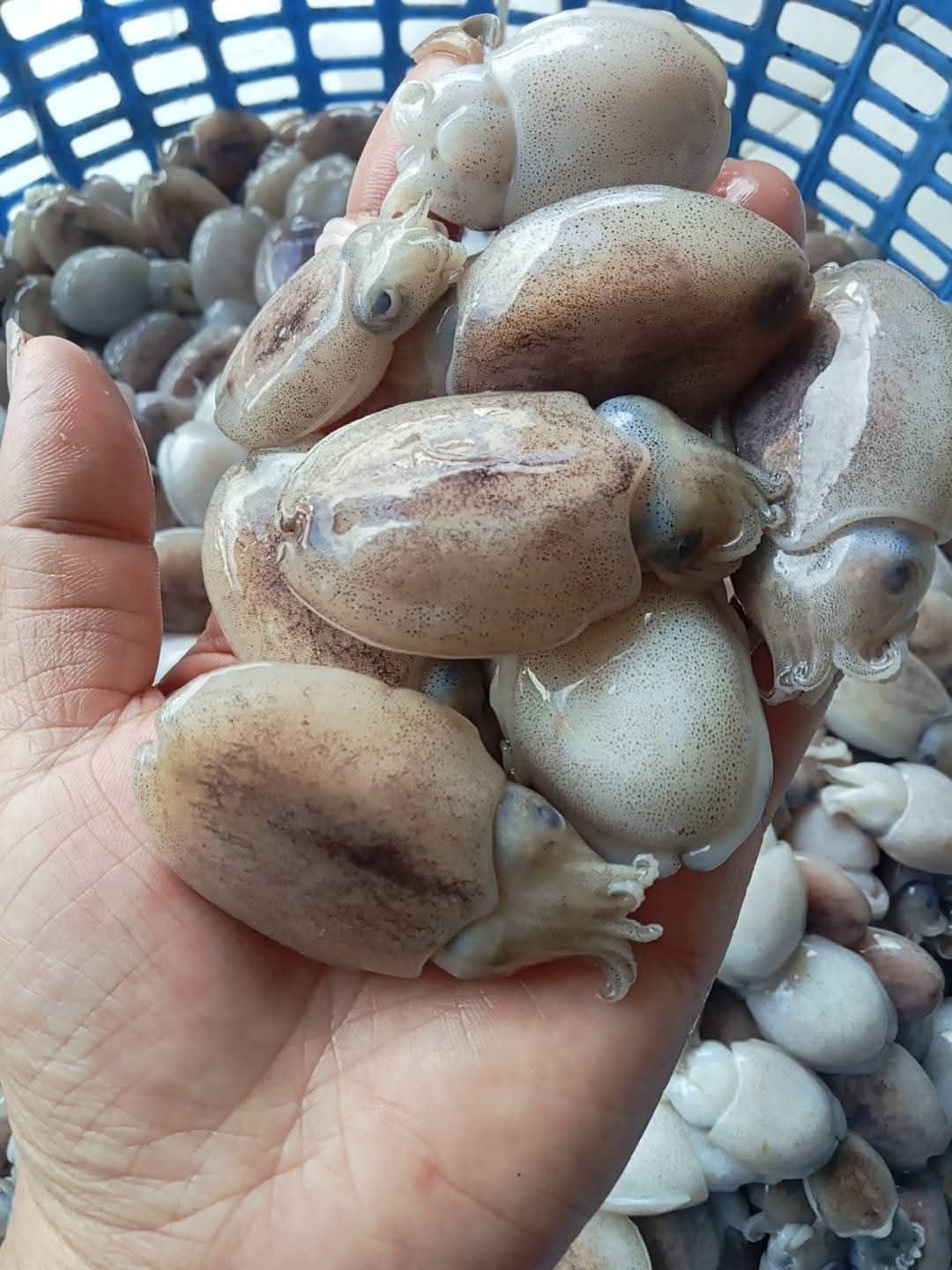 Mực nang tươi mới 10-15 con/kg