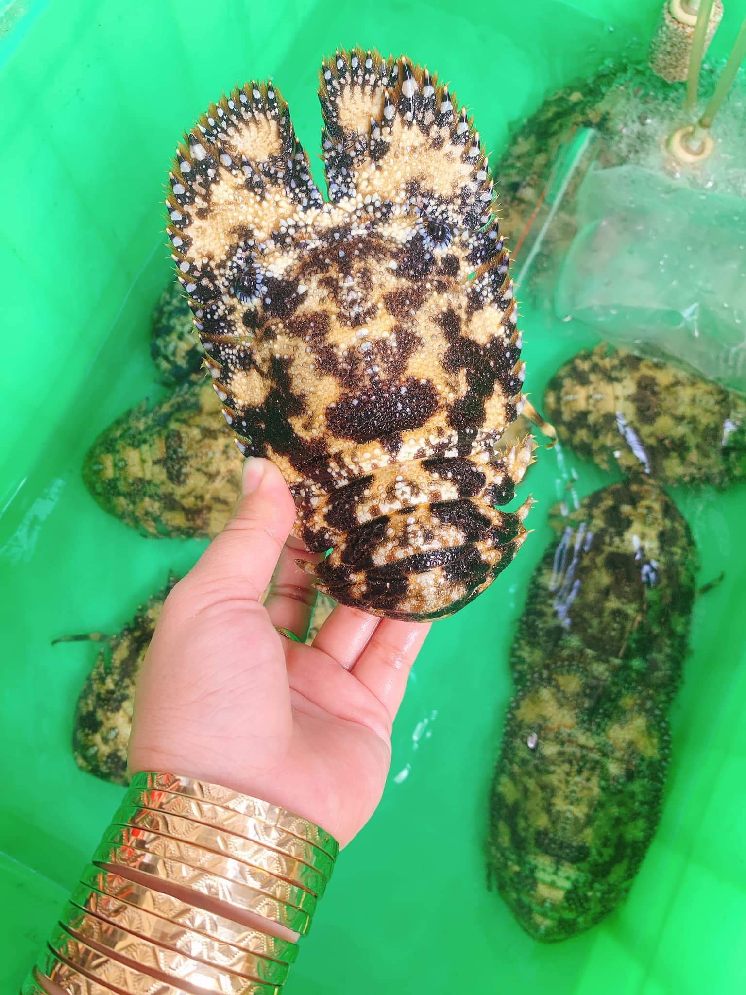 Tôm mũ ni đen (tôm vỗ) sống 2-3 con/kg