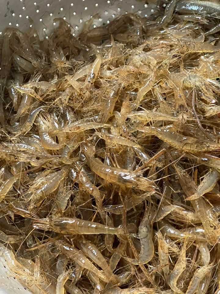 Tép đồng thiên nhiên mới đánh bắt Loại 1 Xuất sứ An Giang