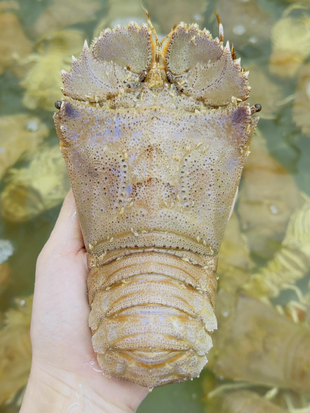 Tôm mũ ni trắng (tôm vỗ) tươi sống 6-7 con/kg