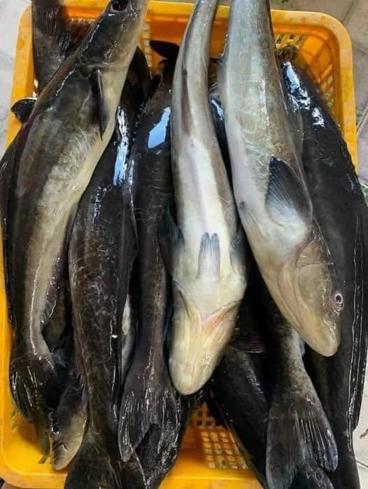 Cá Bớp Tươi Sống