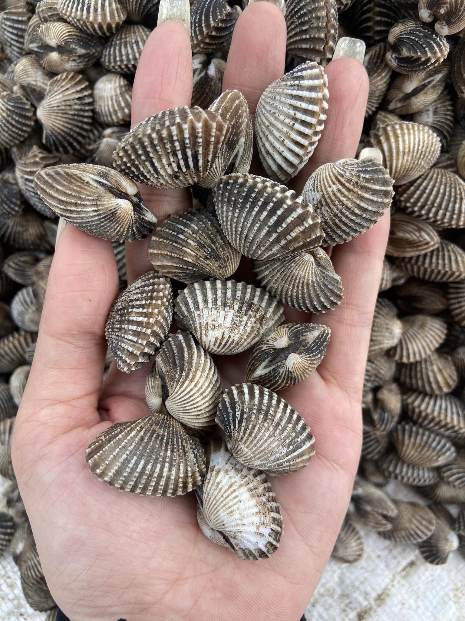 Sò huyết sống size 80-100 con/kg