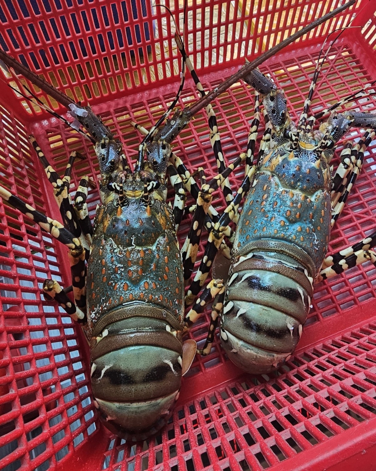 Tôm hùm xanh tươi sống . 500-700 gr/con