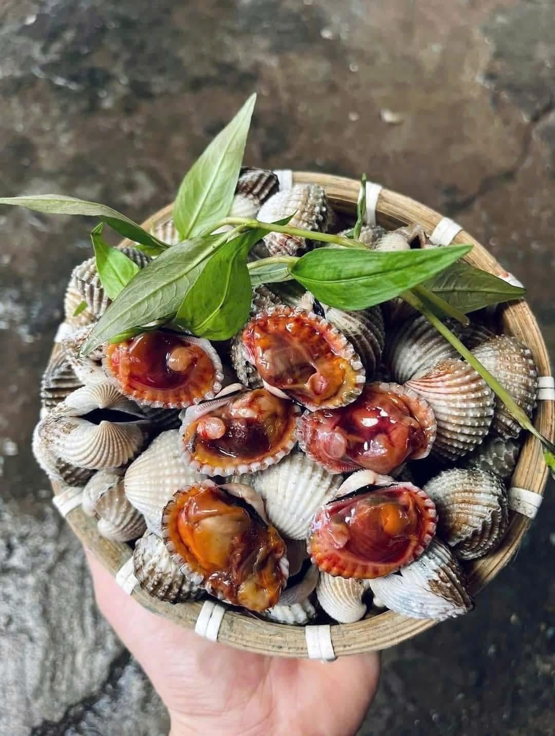 Sò huyết sống loại 1 size 30-40 con/kg