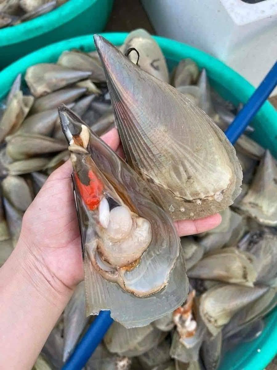 Sò mai sống size 6-7 con/kg