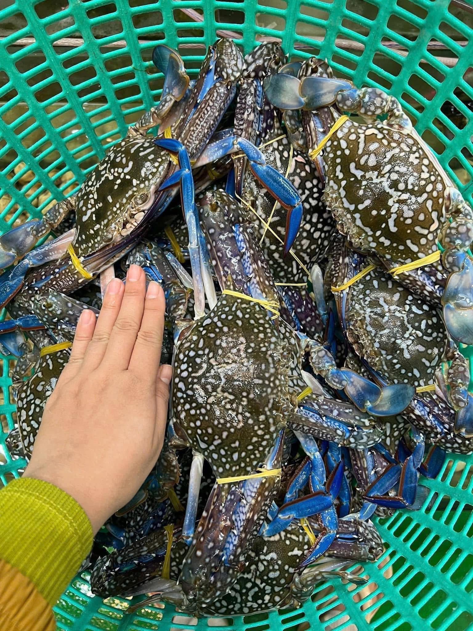 Ghẹ xanh đông lạnh chất lượng  5-6 con/kg