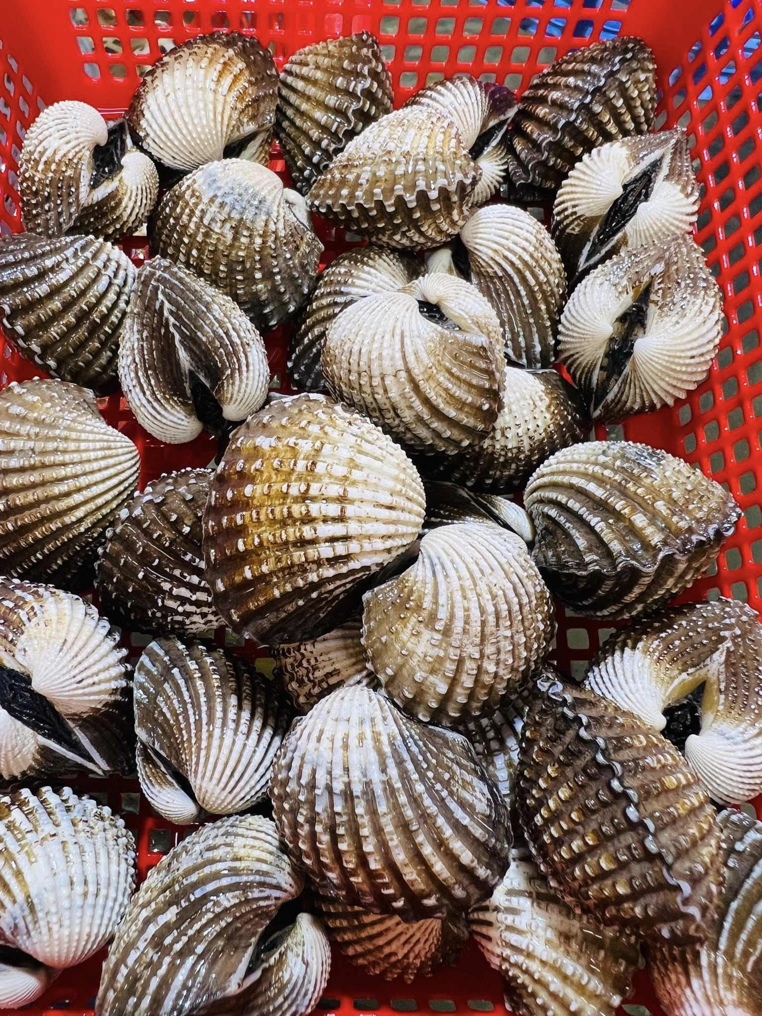 Sò huyết sống size 20-30 con/kg