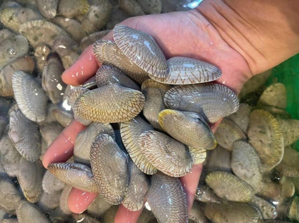 Ngao hoa (sò lụa) sống 80-100 con/kg