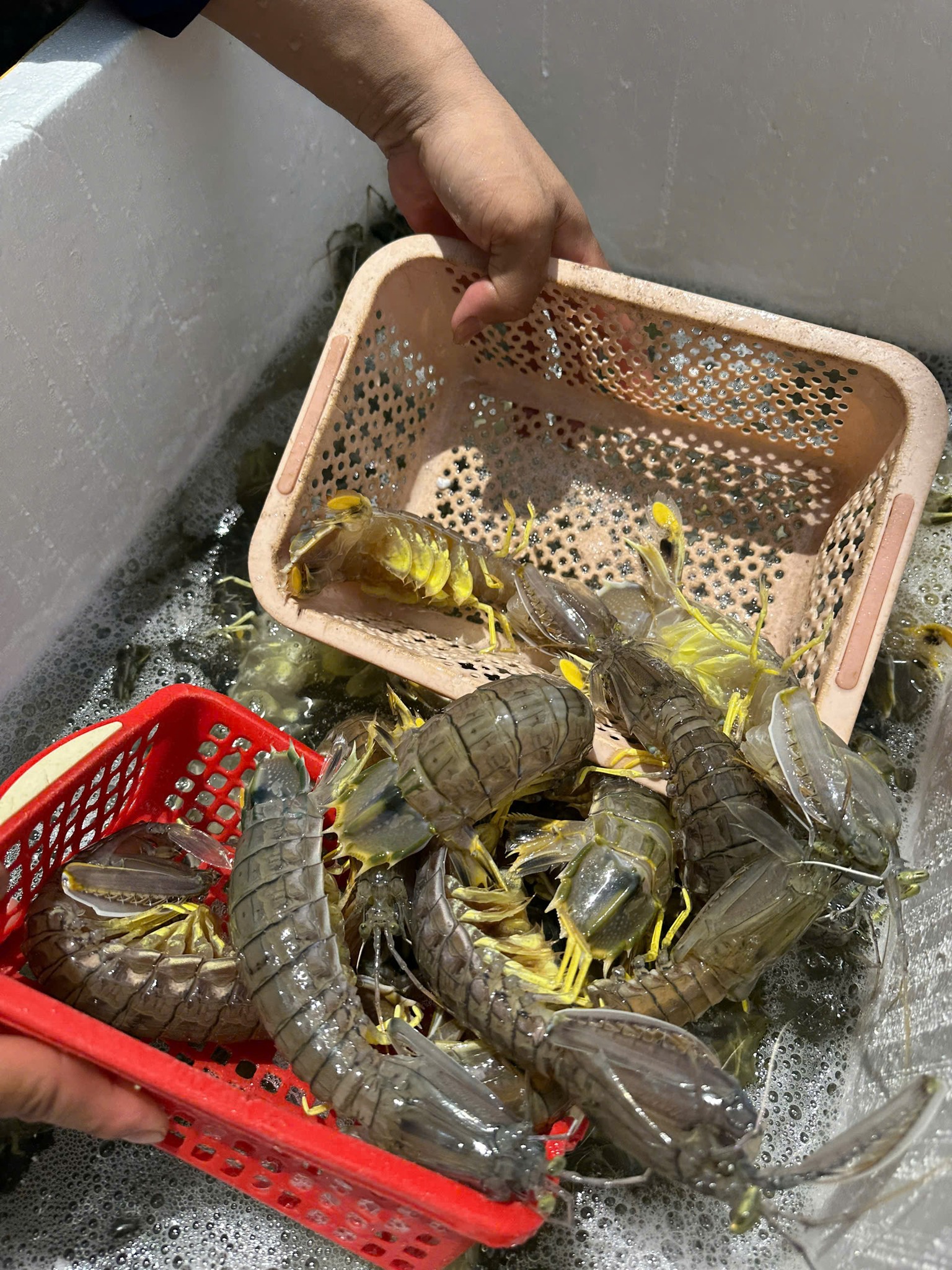 tôm tít (bề bề) đông lạnh 4-5 con/kg