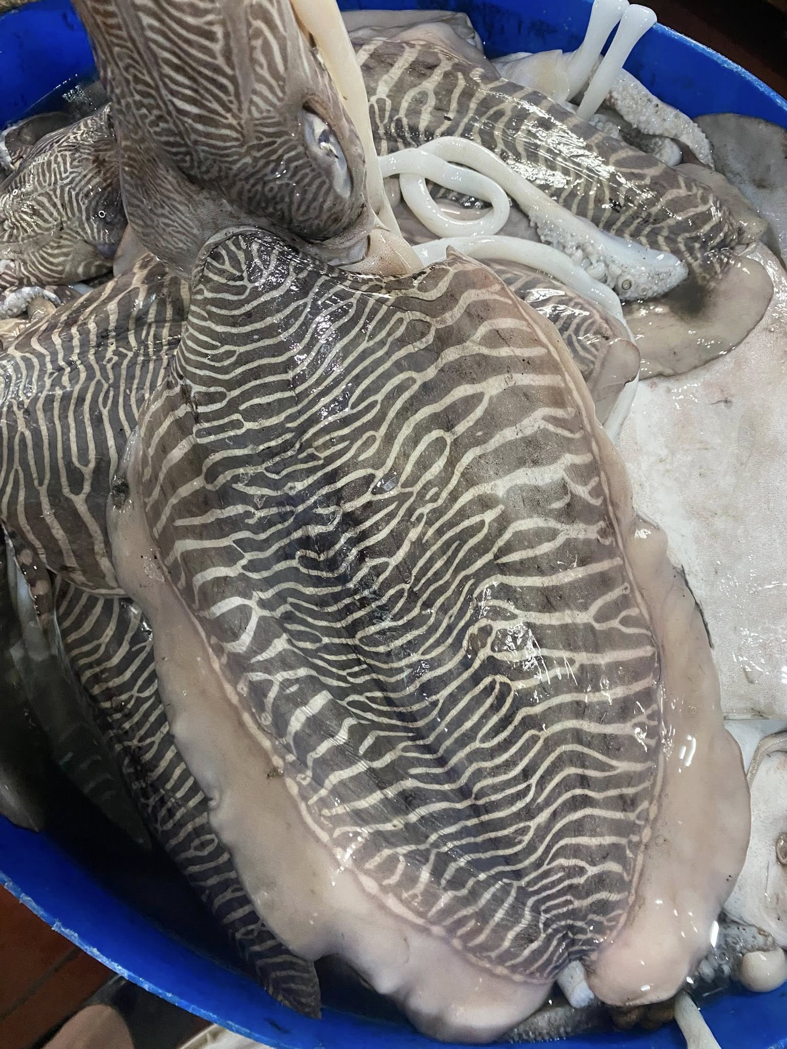 Mực nang tươi size 2-3 con/kg