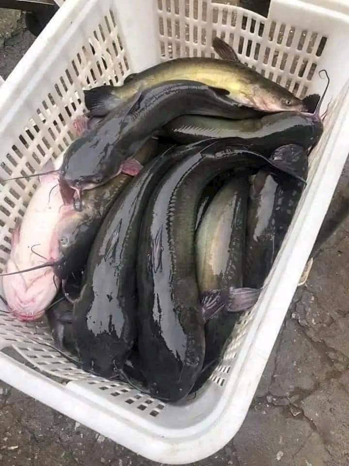 Cá lăng đen sống giá tốt, bổ dưỡng Size 1,5-2 kg/con