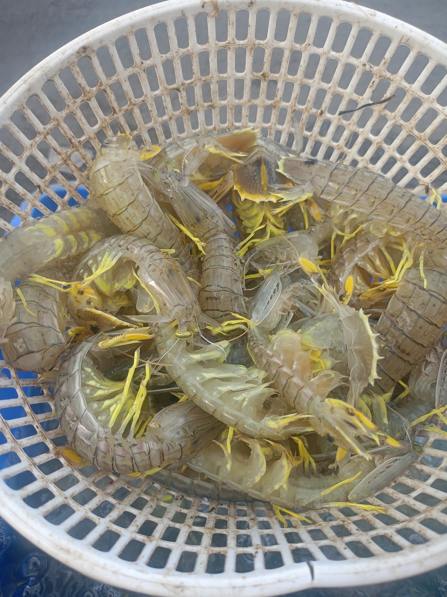 Tôm tít (bề bề) tươi sống 10-12 con/kg