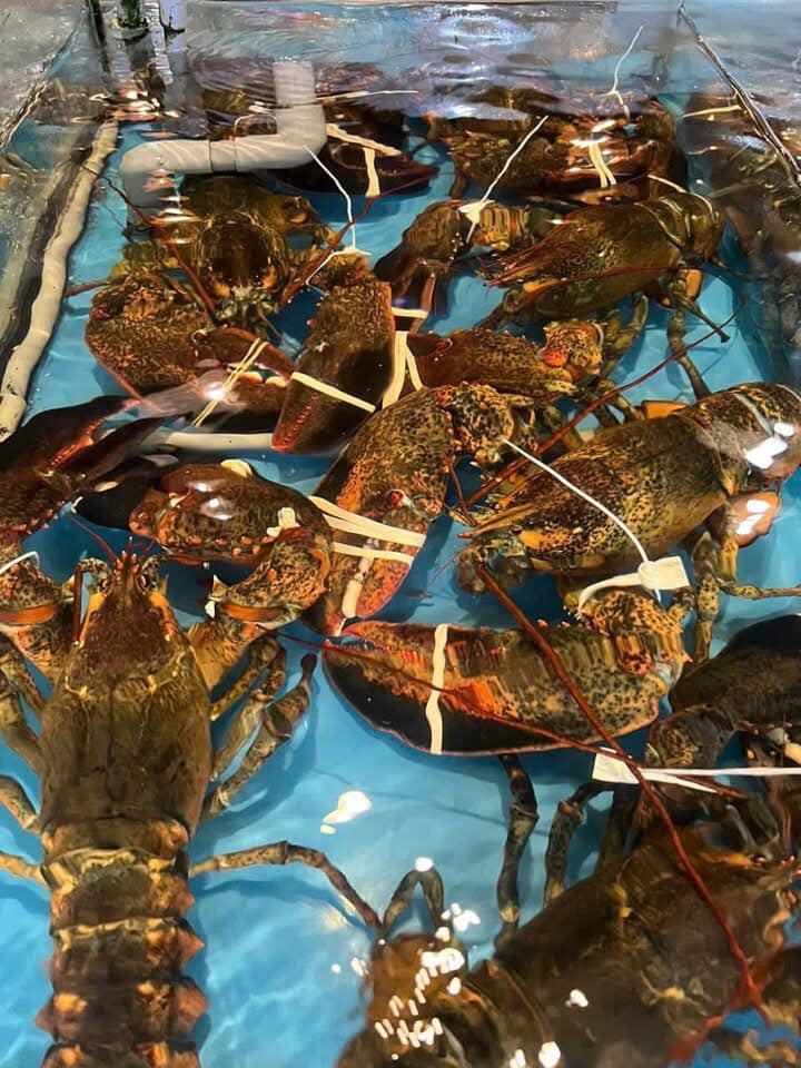 Tôm hùm nhập khẩu tươi sống 3-3,5 kg/con