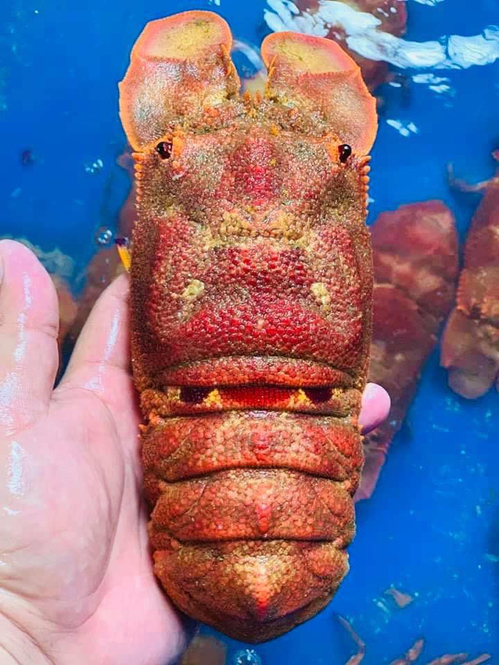 Tôm mũ ni đỏ (tôm vỗ) đông lạnh 2-3 con/kg