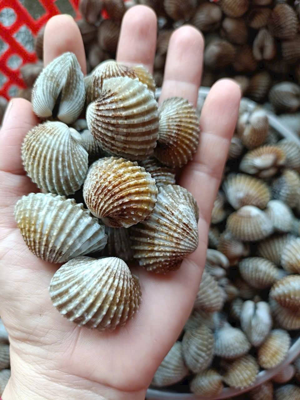 Sò huyết sống loại 1 size 40-50 con/kg