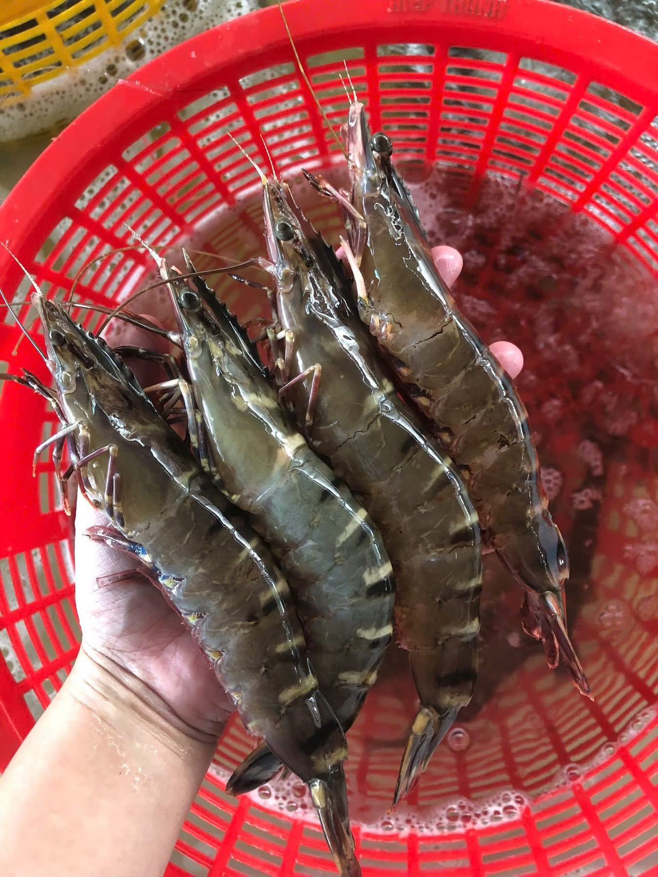 Tôm sú sống 40-50 con/kg