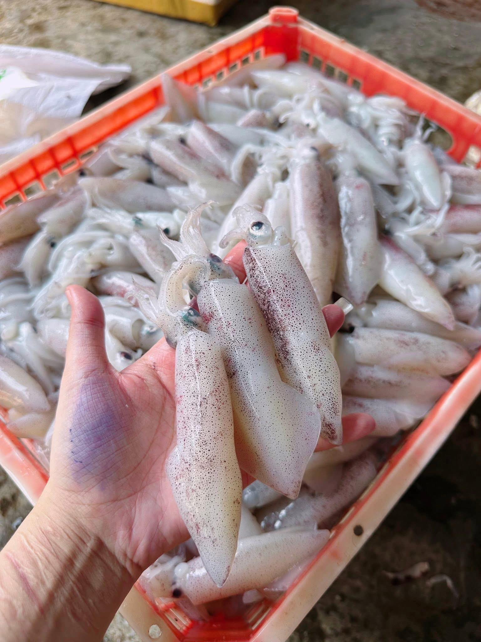 Mực ống câu loại 1 size 500-700 gr/con