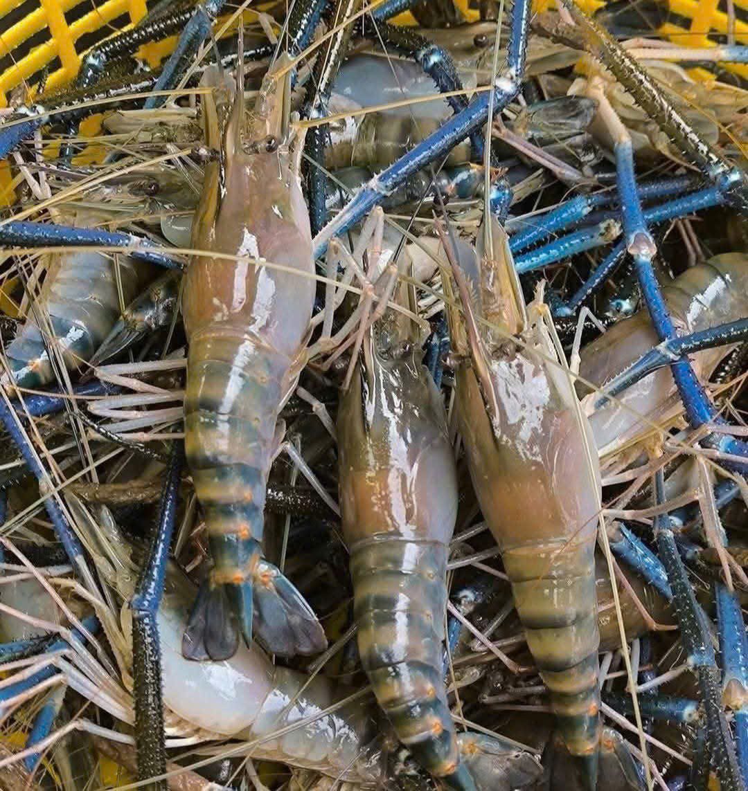  Tôm càng xanh (tôm lóng) tươi sống 8-10 con/kg