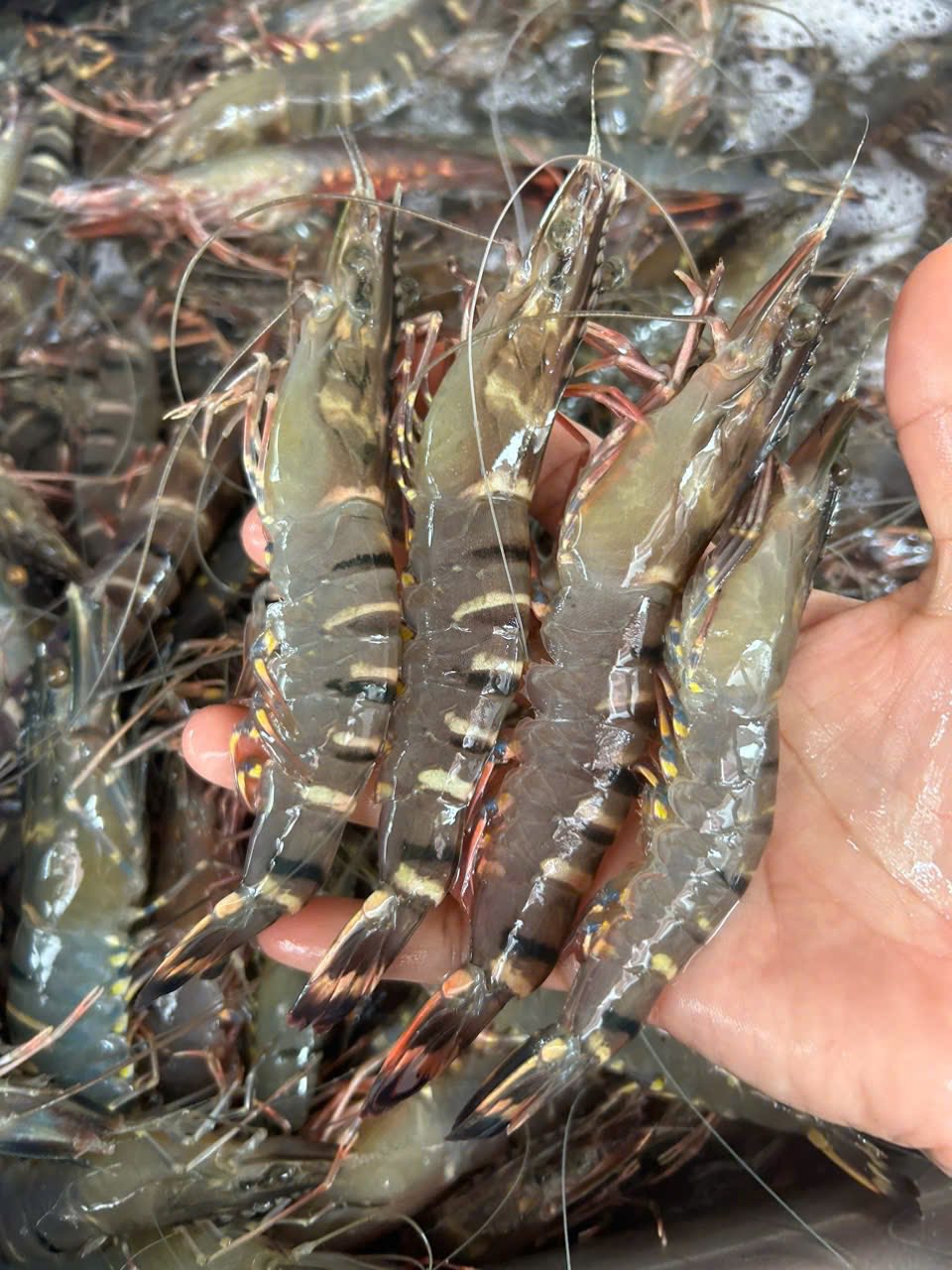 Tôm sú tươi sống size 60-70 con/kg