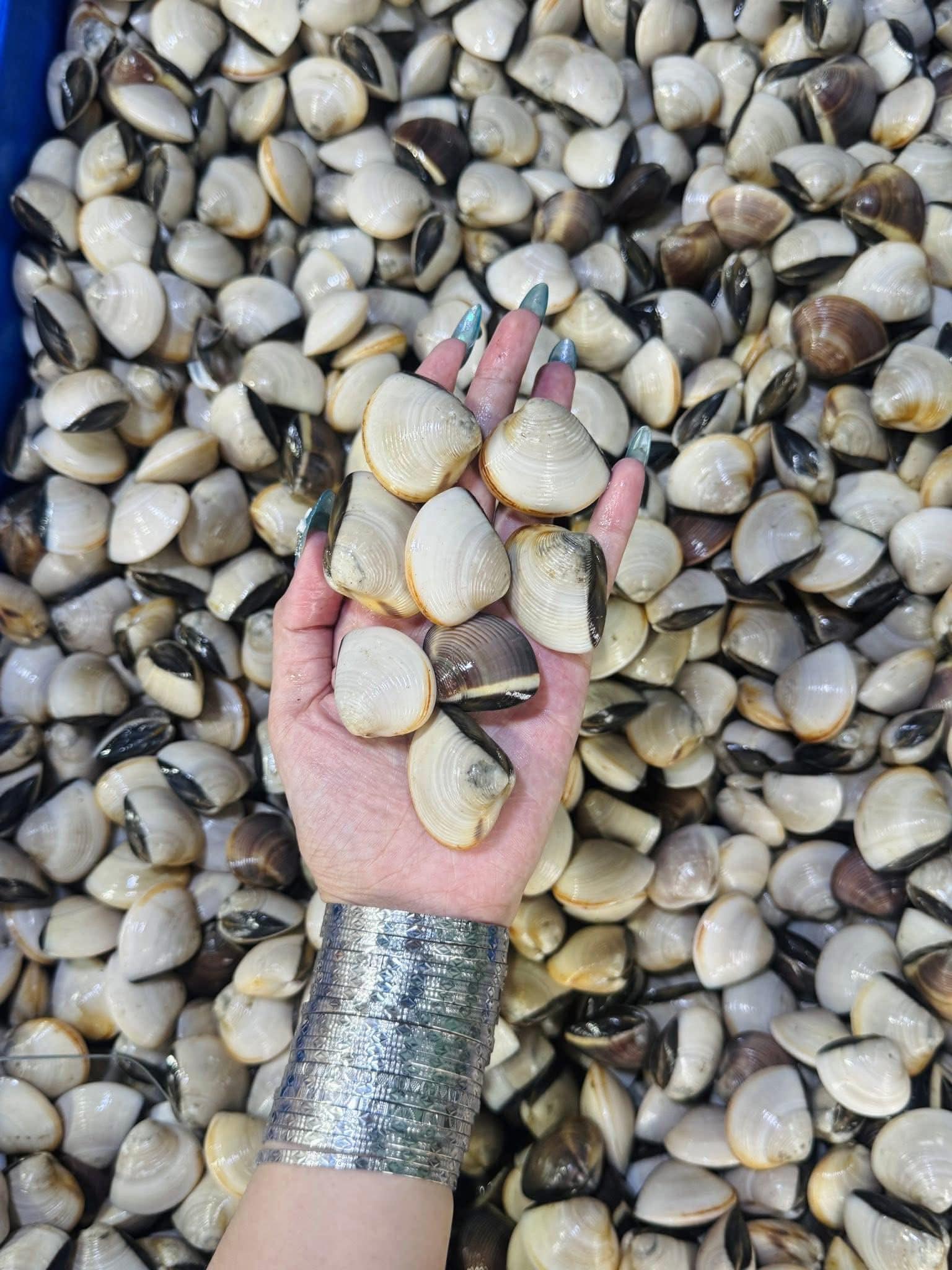 Nghêu biển sống size 10-15 con/kg