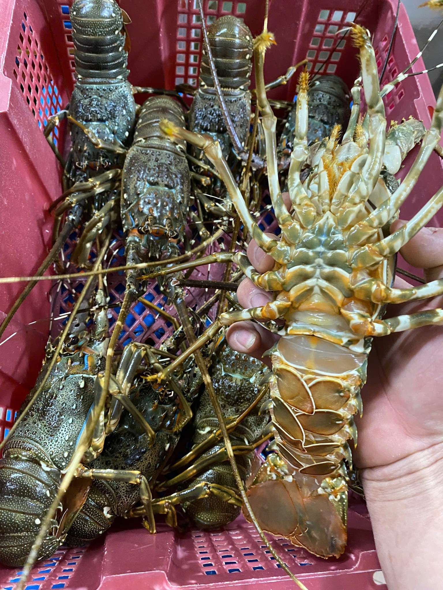 Tôm hùm tre sống 3-4 con/kg