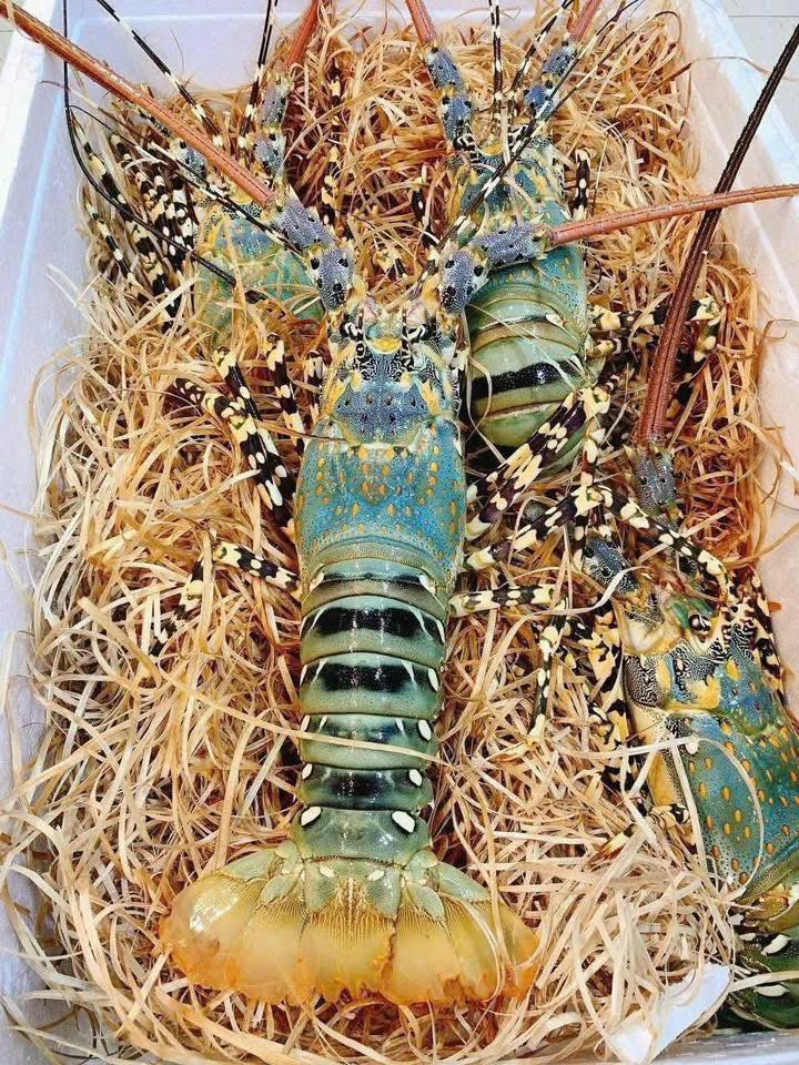 Tôm hùm bông (tôm hùm sao) sống 300-500 gr/con