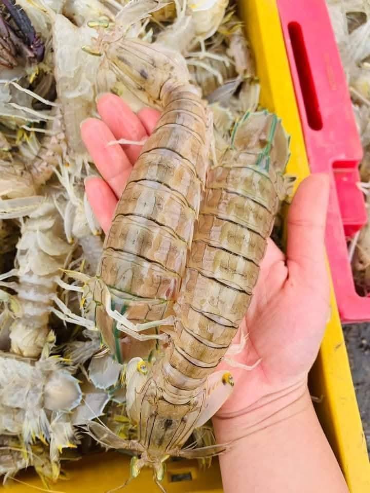 Tôm tít (bề bề) sống 4-5 con/kg