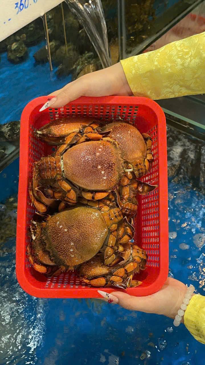 Cua huỳnh đế sống 500-700 gr/con