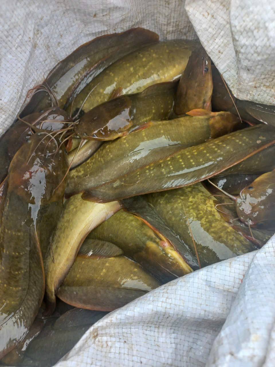 Cá trê vàng thiên nhiên còn sống, giá tốt Size 400-600 gr/con