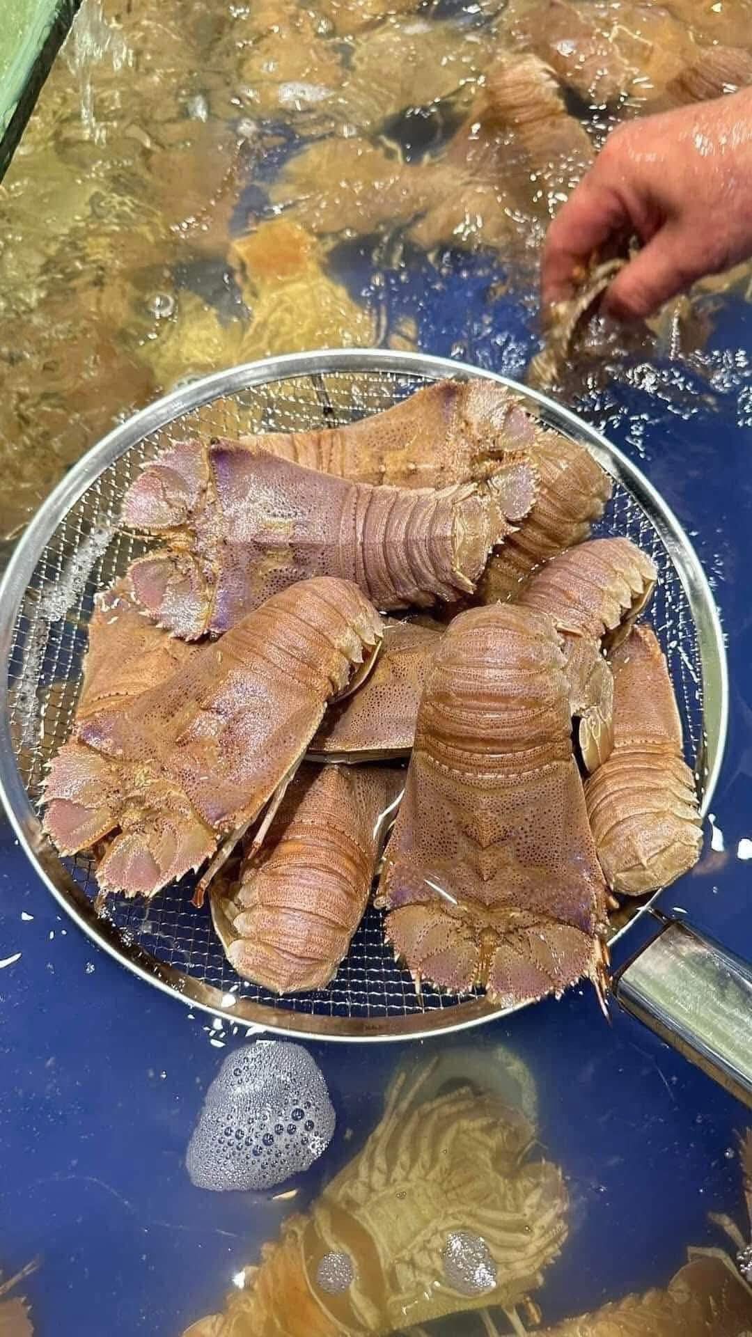 Tôm mũ ni trắng (tôm vỗ) tươi sống 4-6 con/kg