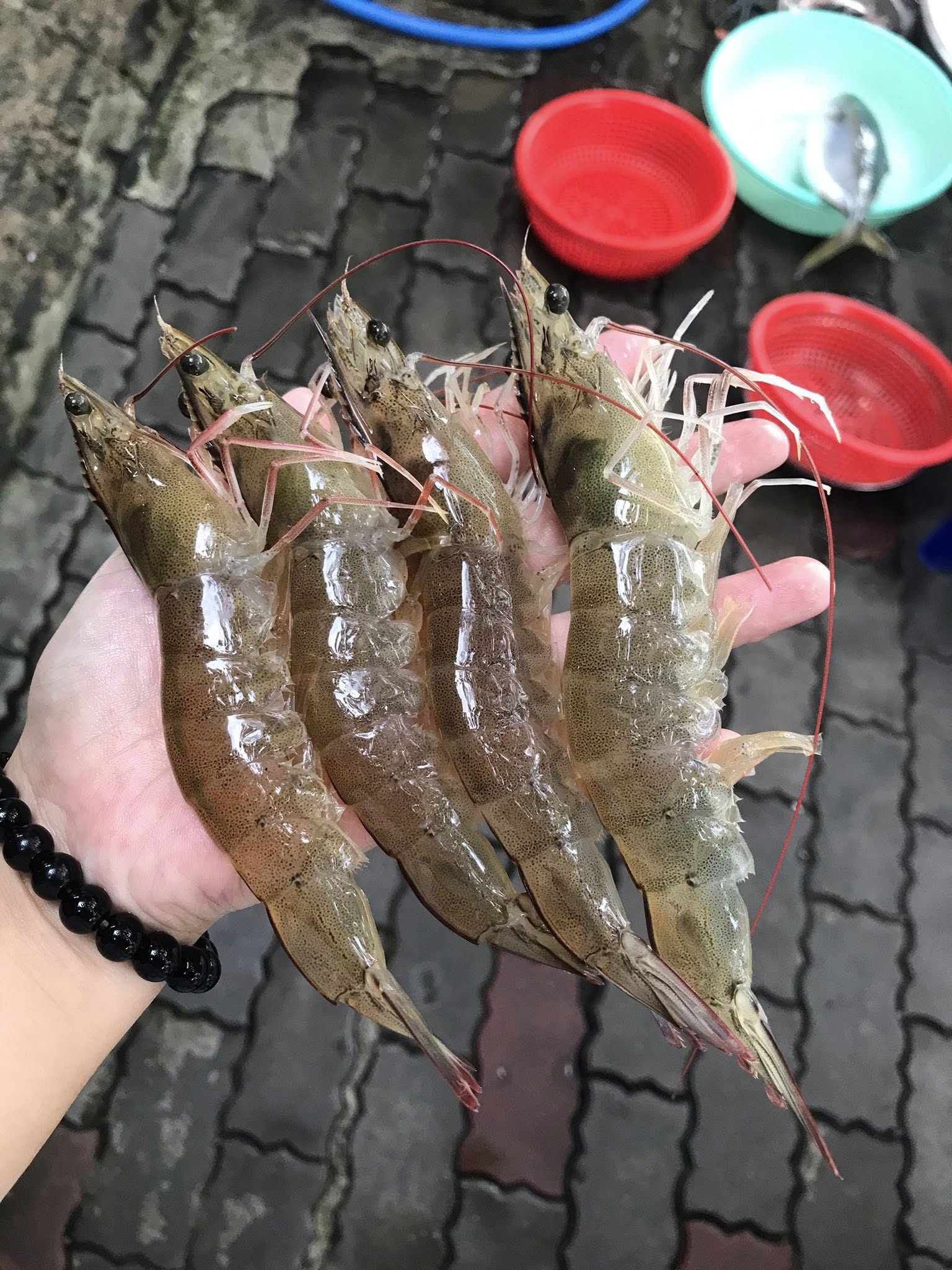 Tôm thẻ sống 50-60 con/kg