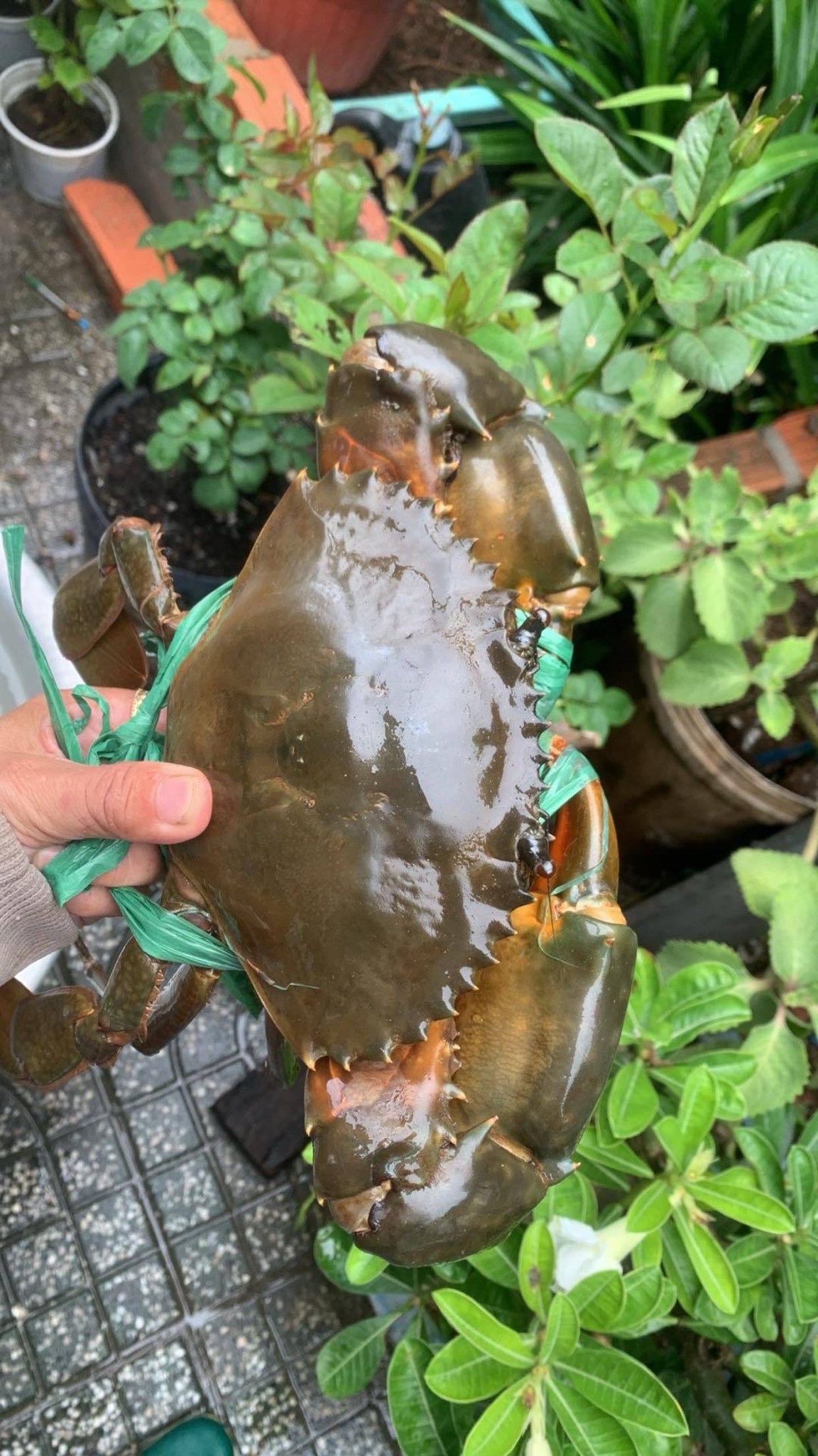 Cua thịt (cua Y) sống thiên nhiên 560-650 gr/con