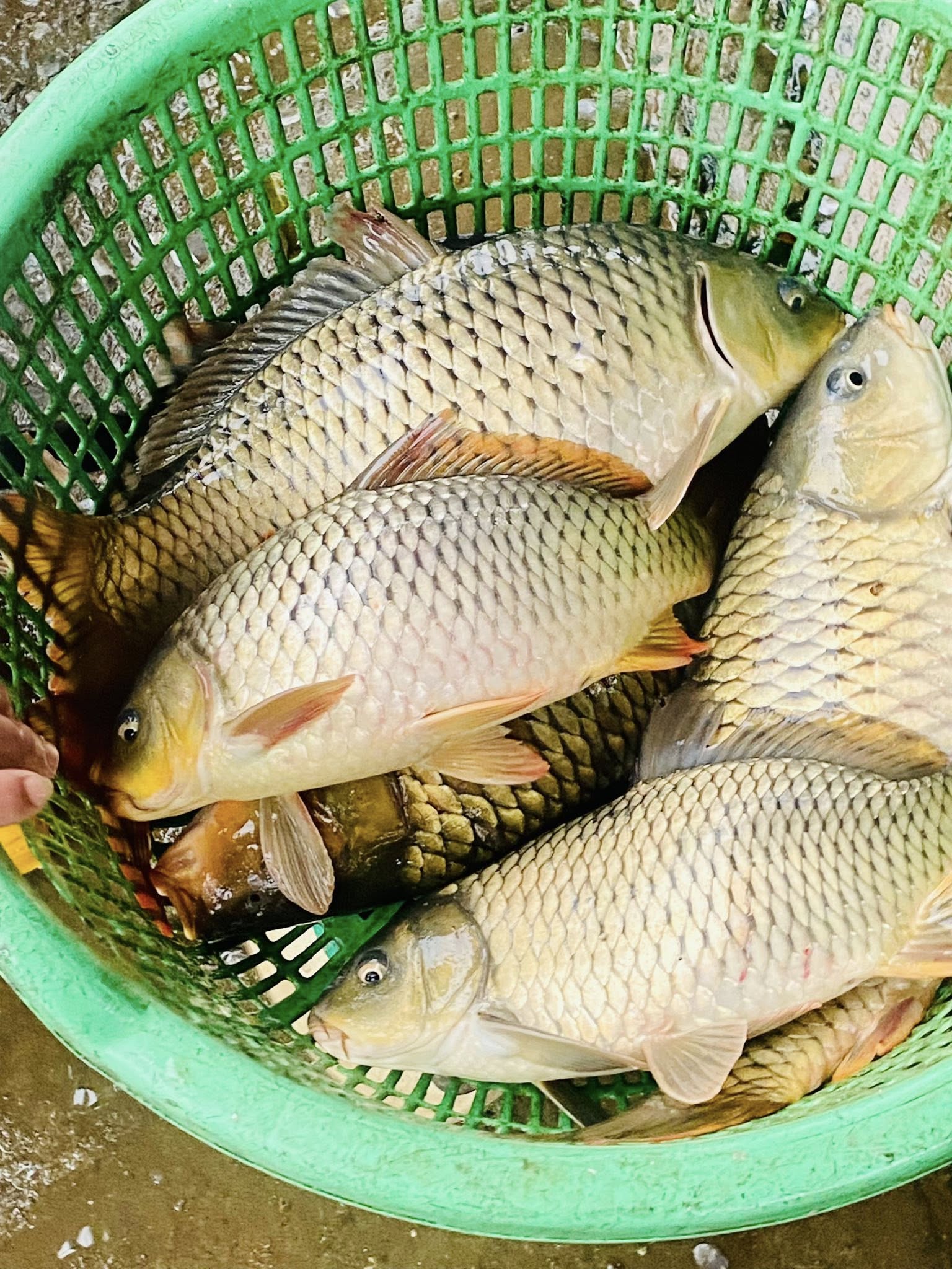 Cá chép sống mới đánh bắt an toàn thơm ngon Size 1,5-2 kg/con