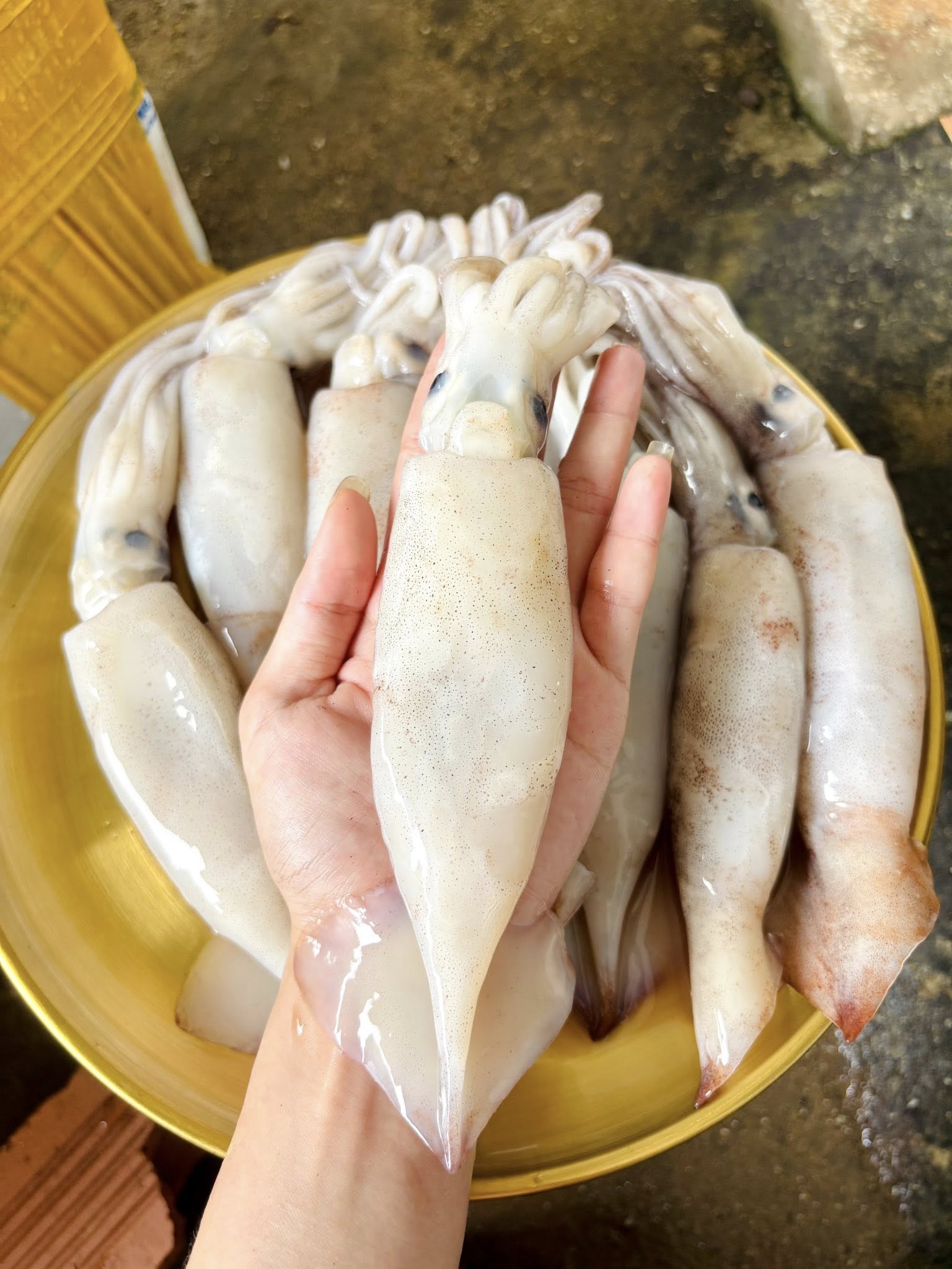 Mực ống đông lạnh ngon size 500-700 gr/con
