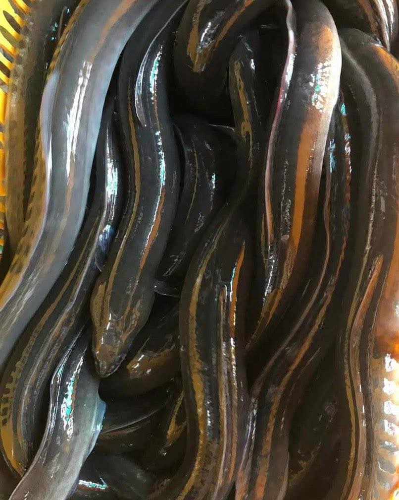 Cá chình thiên nhiên sống 1-1,5 kg/con