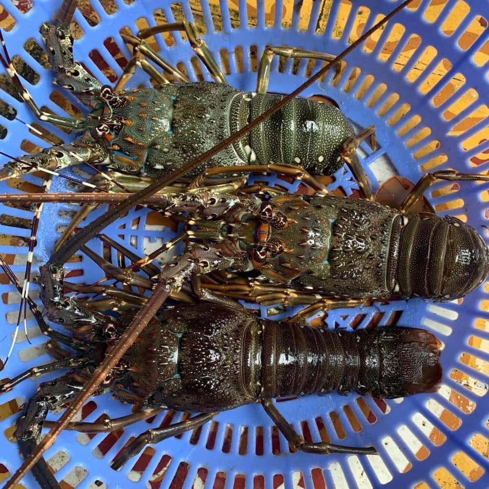 Tôm Hùm Tre Đông Lạnh