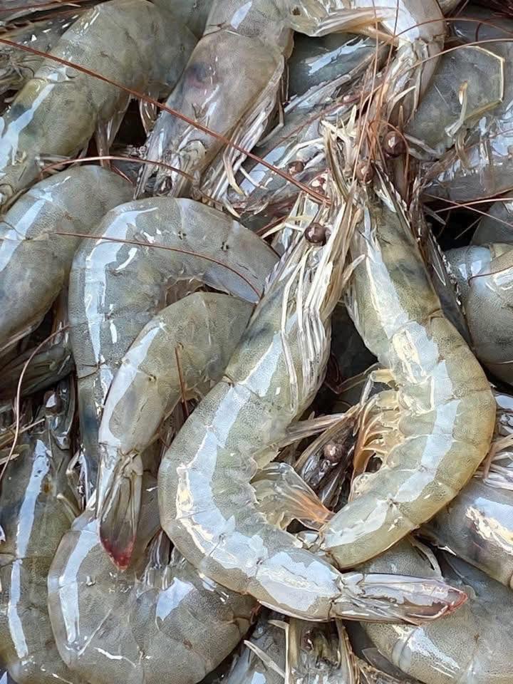 Tôm Thẻ Đông Lạnh