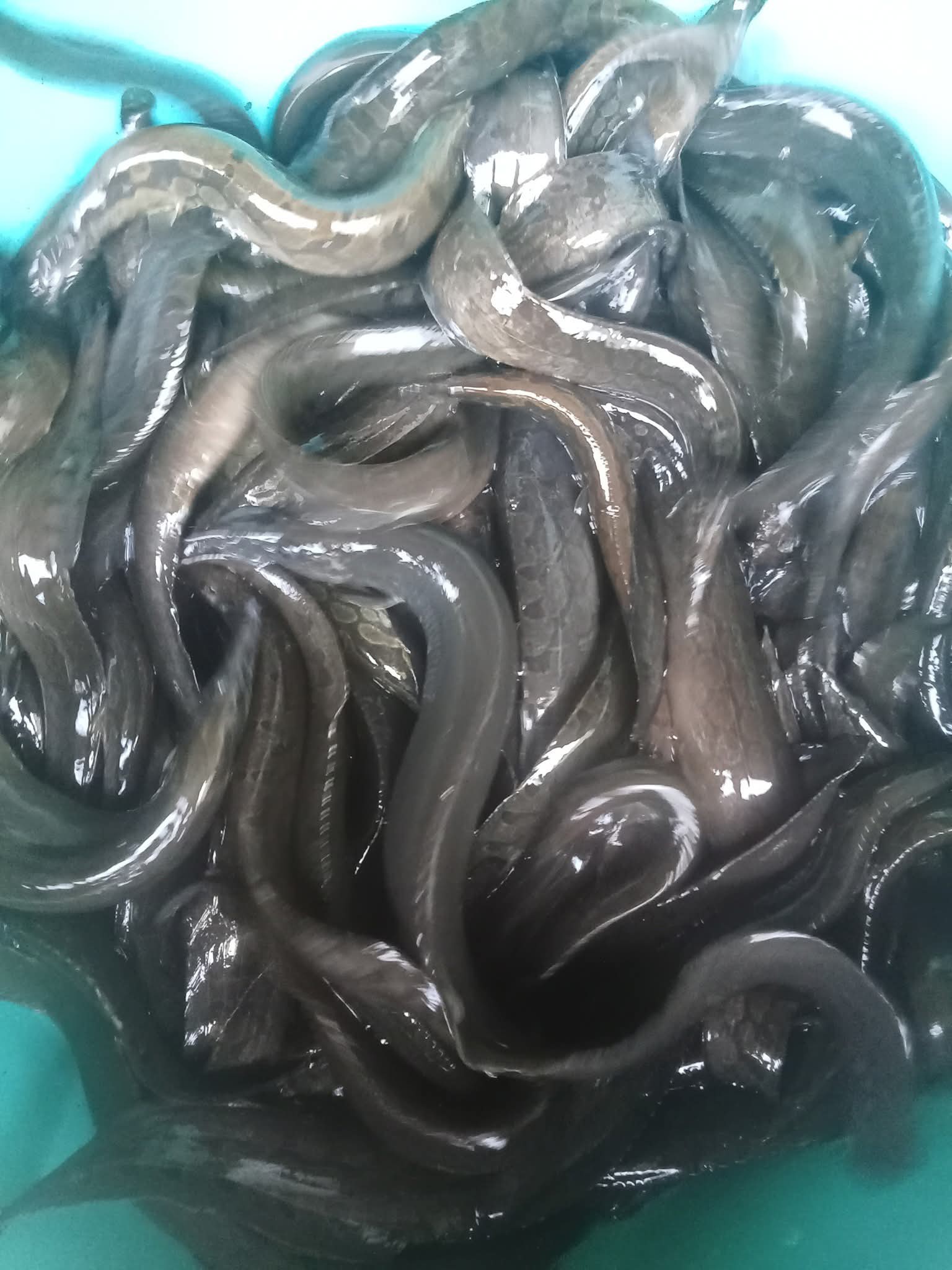 Cá chạch quế (chạch sụn) sống, giá tốt Size 8-10 con/kg