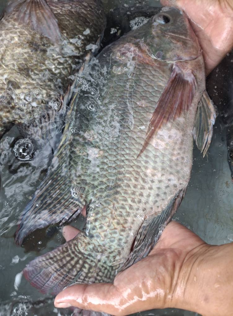 Cá rô phi sống Size 1-1,5 kg/con